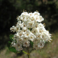 Viburnum ellipticum