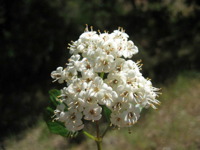 Viburnum ellipticum - western viburnum