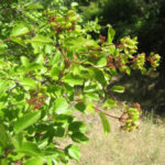 Viburnum ellipticum - western viburnum