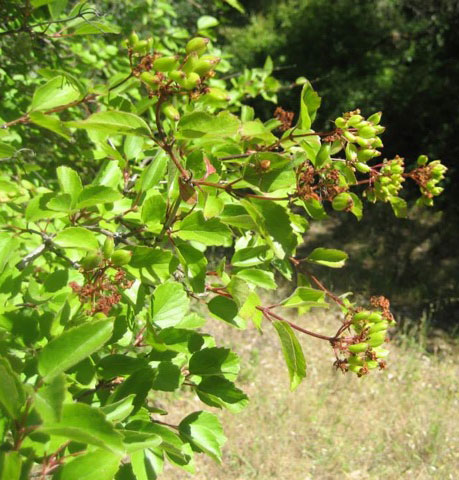 Viburnum ellipticum - western viburnum