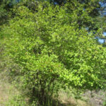 Viburnum ellipticum - western viburnum