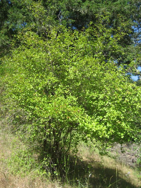 Viburnum ellipticum - western viburnum