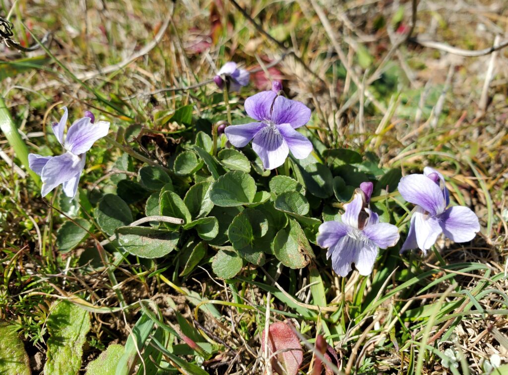 Viola adunca - Western dog violet