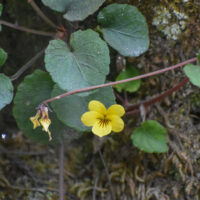 Viola sempervirens