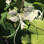 Vitis girdiana - desert grape