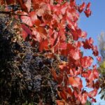Vitis californica x 'Roger's Red' - California grape