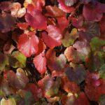Vitis californica x 'Roger's Red' - California grape