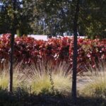 Vitis californica x 'Roger's Red' - California grape