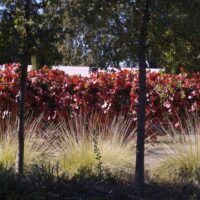 Vitis californica x ‘Roger’s Red’