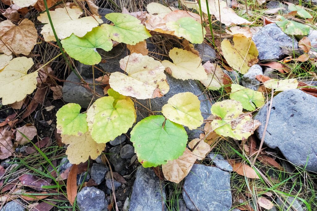 Vitis californica - California wild grape