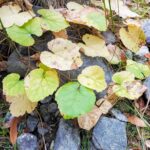 Vitis californica - California wild grape