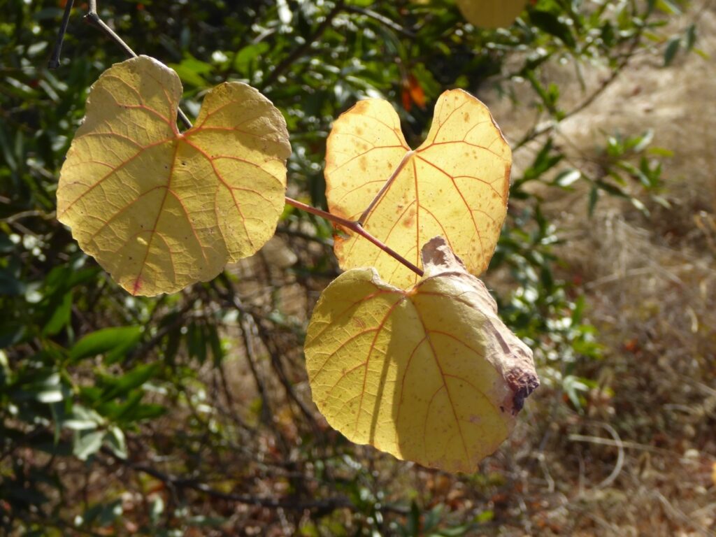 Vitis californica - California wild grape