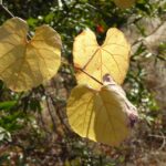 Vitis californica - California wild grape
