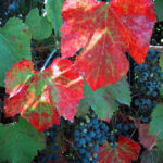 Vitis californica 'Russian River' - California grape