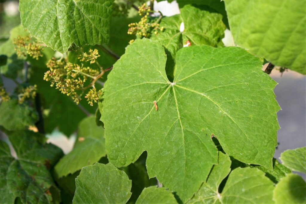 Vitis girdiana - desert grape