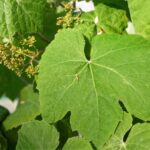 Vitis girdiana - desert grape