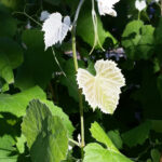 Vitis girdiana - desert grape