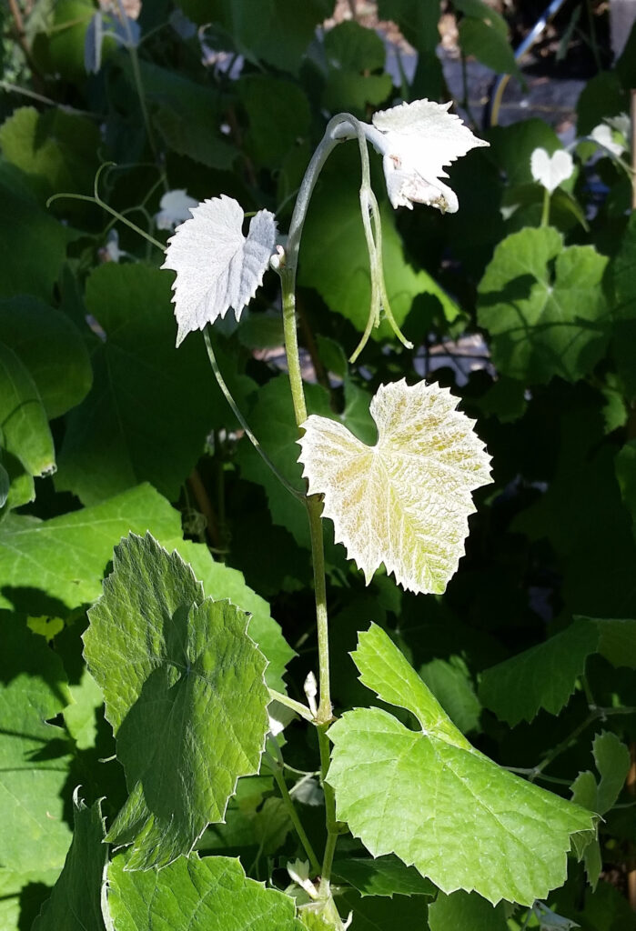 Vitis girdiana - desert grape