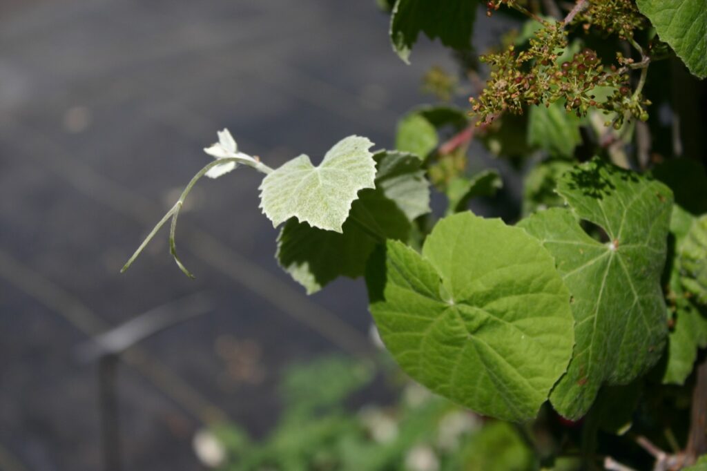 Vitis girdiana - desert grape