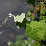 Vitis girdiana - desert grape