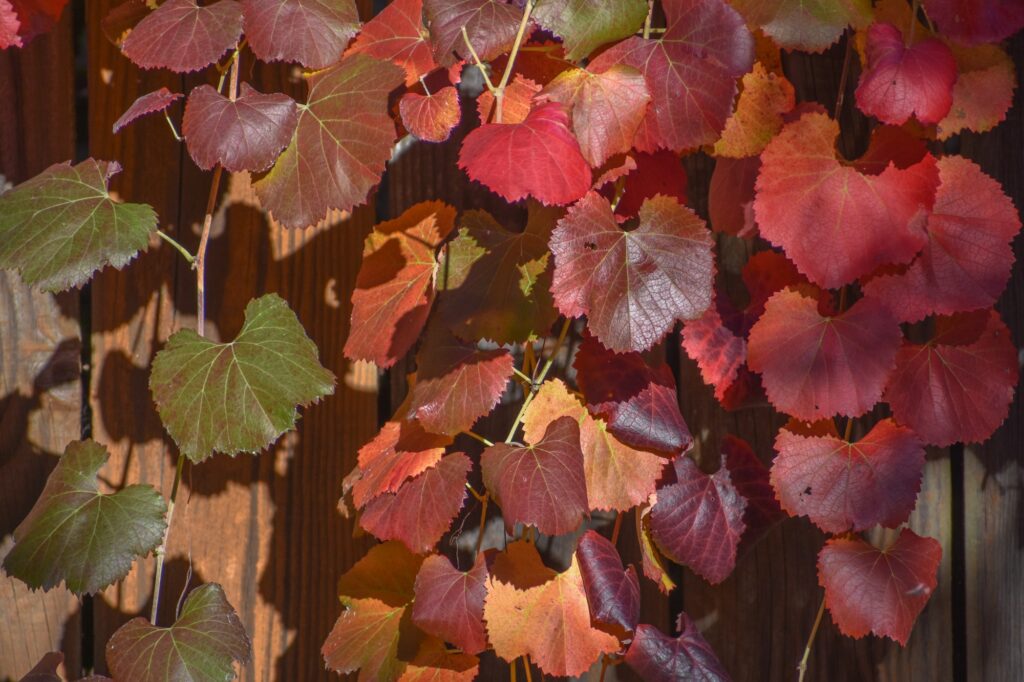 Vitis californica 'Russian River' - California grape