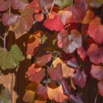 Vitis californica 'Russian River' - California grape