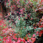 Vitis californica 'Russian River' - California grape