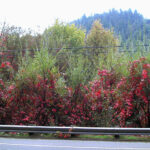 Vitis californica 'Russian River' - California grape