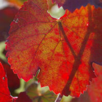 Vitis californica ‘Russian River’