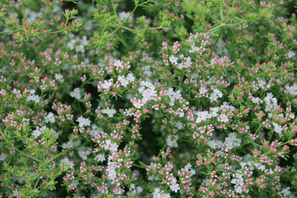 Eriogonum fasciculatum 'Warriner Lytle' - California buckwheat