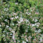 Eriogonum fasciculatum 'Warriner Lytle' - California buckwheat