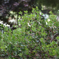 Arctostaphylos hookeri ‘Wayside’