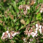 Arctostaphylos 'White Lanterns' - manzanita