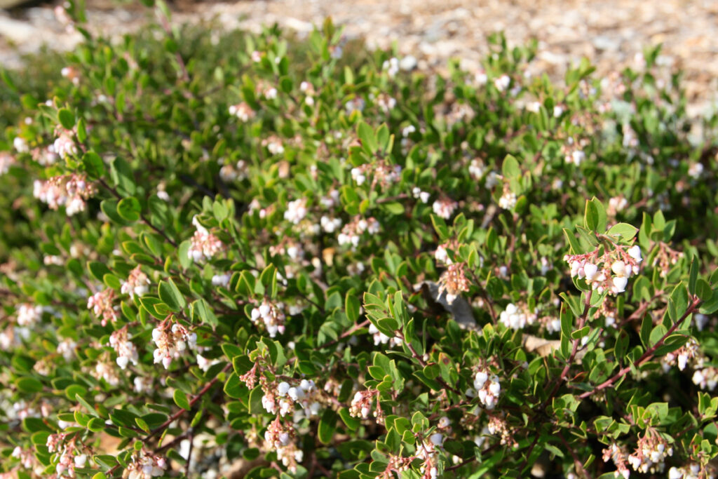 Arctostaphylos 'White Lanterns' - manzanita