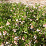 Arctostaphylos 'White Lanterns' - manzanita