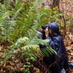Woodwardia fimbriata - giant chain fern