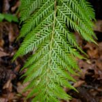 Woodwardia fimbriata - giant chain fern
