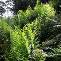 Woodwardia fimbriata