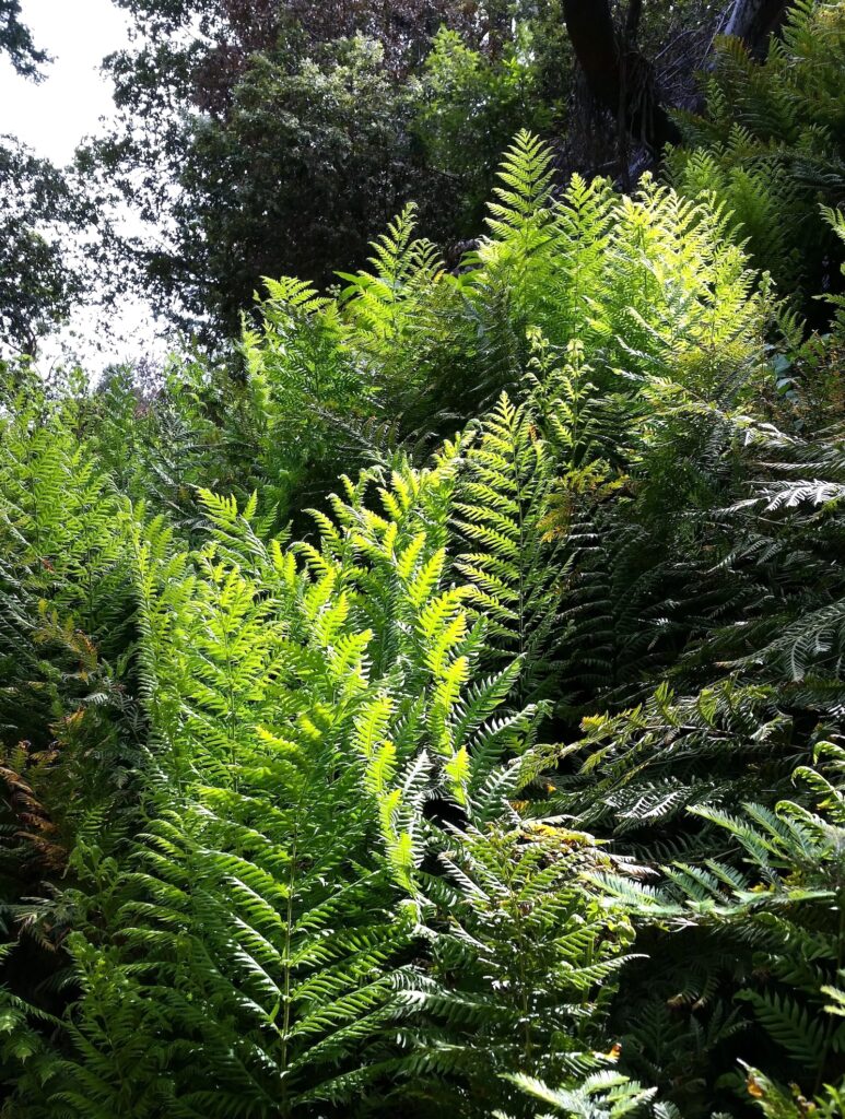 Woodwardia fimbriata - giant chain fern