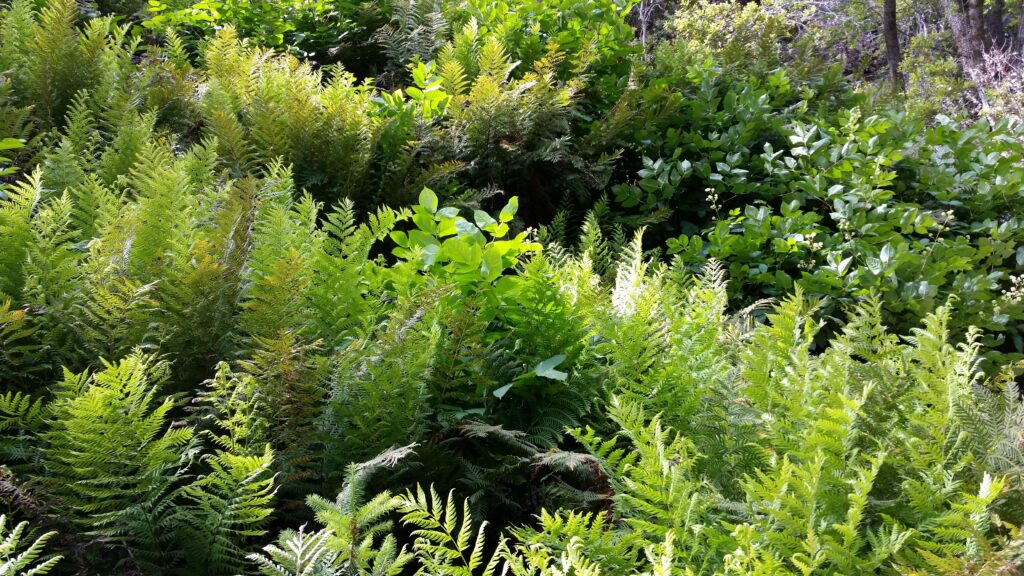Woodwardia fimbriata - giant chain fern