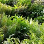 Woodwardia fimbriata - giant chain fern