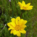 Wyethia angustifolia - narrow leaved mule ears