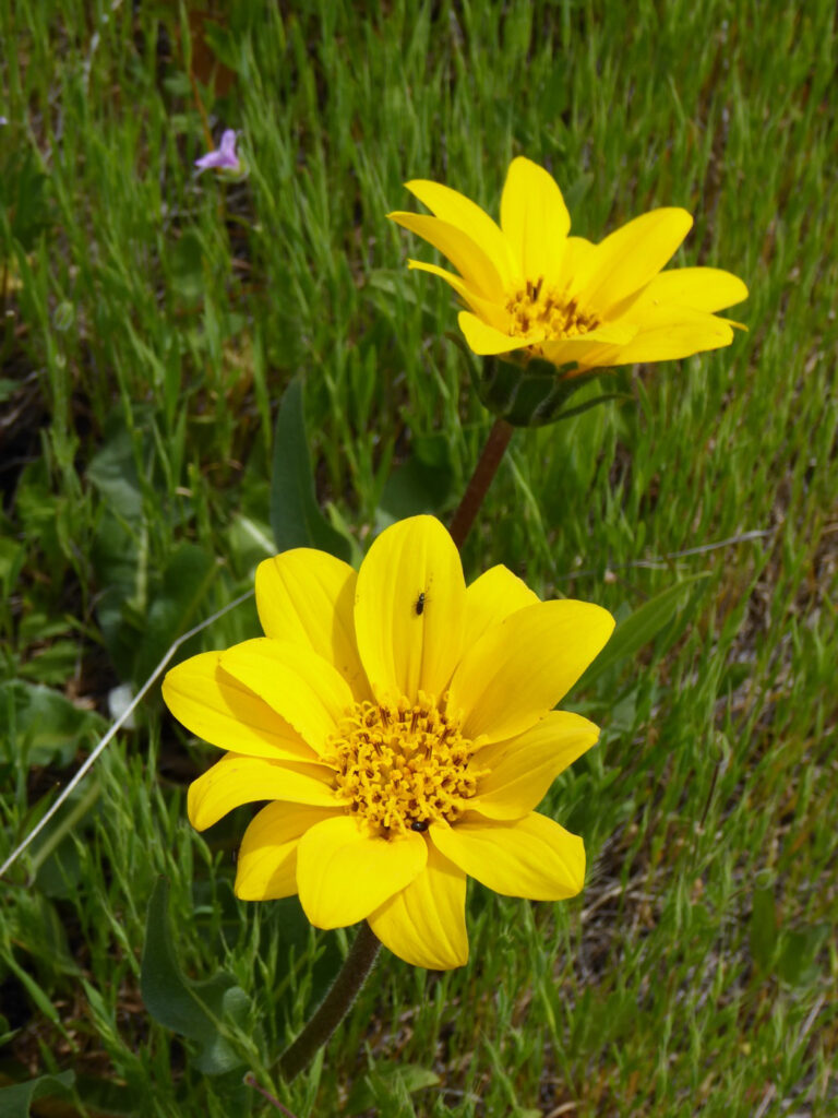 Wyethia angustifolia - narrow leaved mule ears