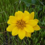 Wyethia angustifolia - narrow leaved mule ears