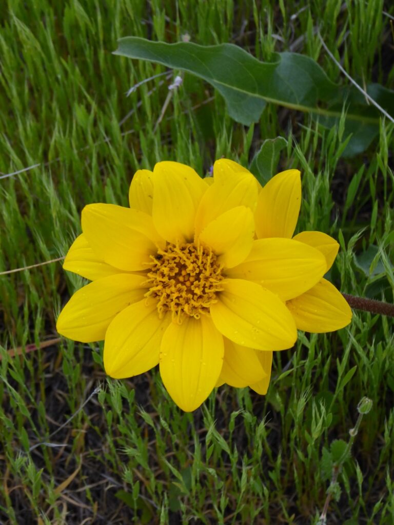 Wyethia angustifolia - narrow leaved mule ears