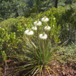 Xerophyllum tenax - bear grass