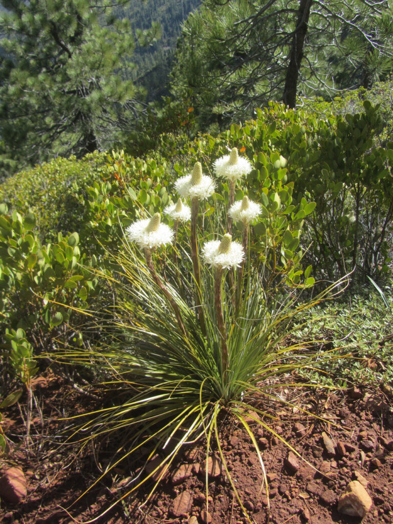 Xerophyllum tenax - bear grass