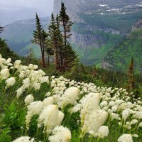 Xerophyllum tenax - bear grass