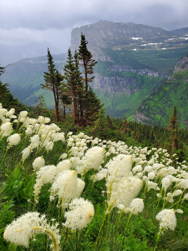 Xerophyllum tenax - bear grass