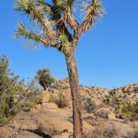 Yucca brevifolia - Joshua tree